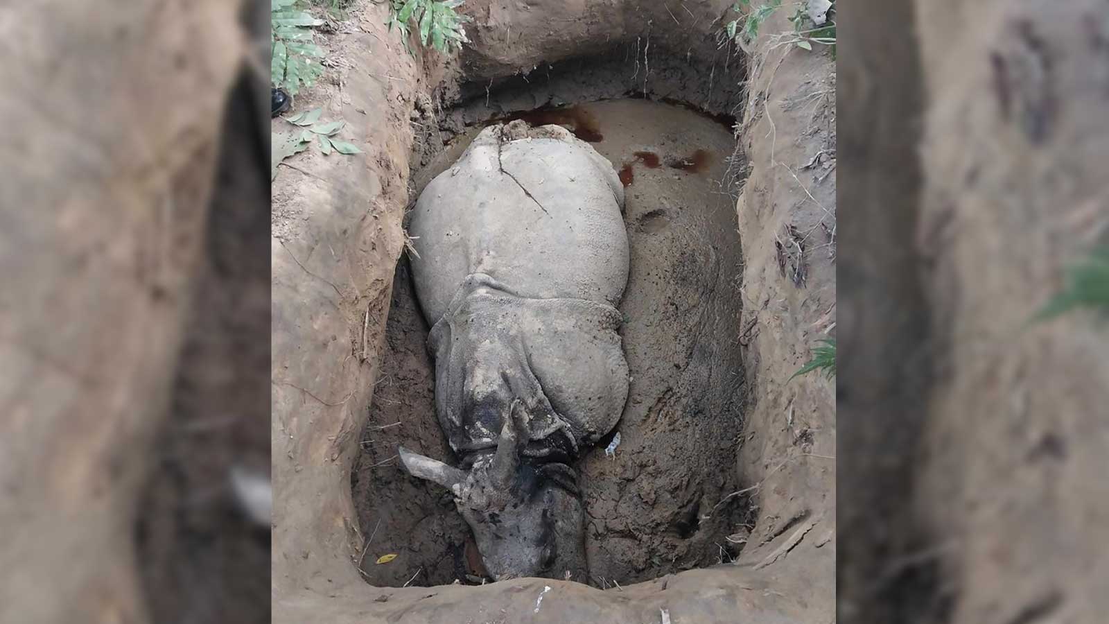 खाल्टो खनेर धरापमा पारी तस्करले यसरी मारे चितवन राष्ट्रिय निकुञ्जमा २ गैंडा