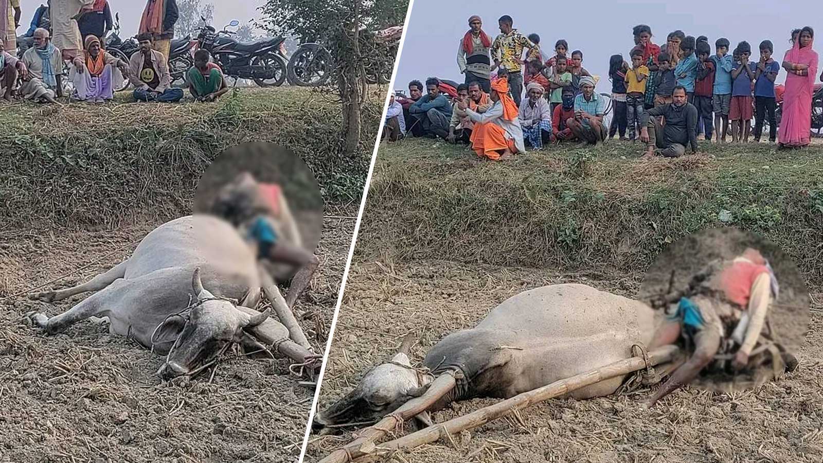 ११ हजार भोल्टको बिजुलीको तार चुडिएर करेन्ट लाग्दा खेत जोतिरहेका किसानको मृत्यु