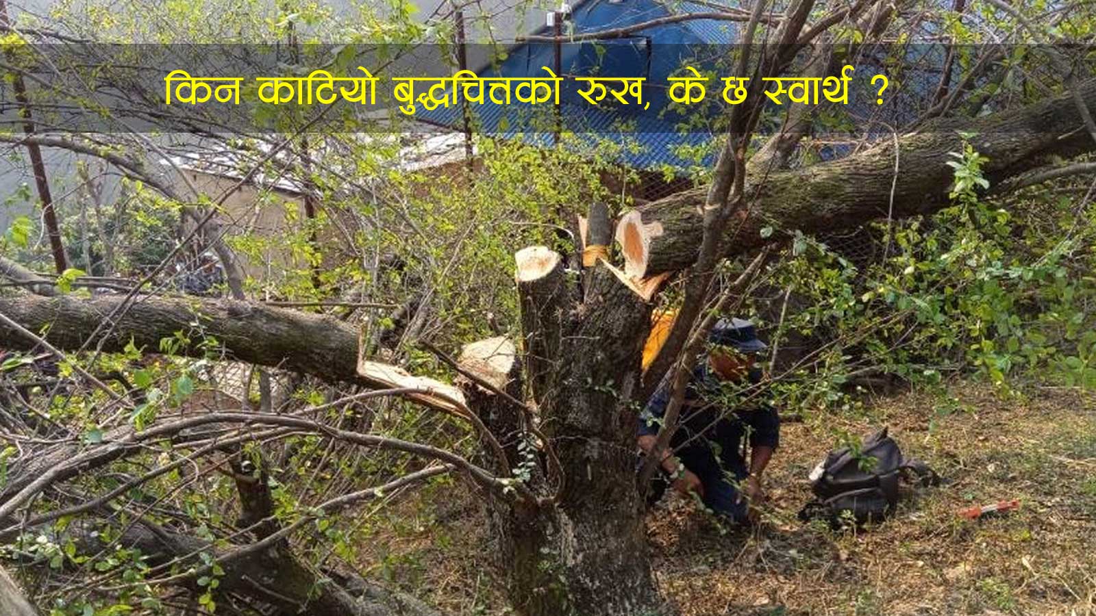३ करोडमा विक्री भईसकेको बुद्धचित्तको रुख काट्ने ४ जना पक्राउ, रुख काट्ने कारण अझै खुलेन