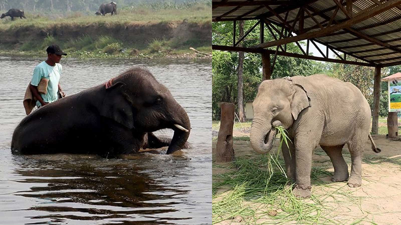 कतारका राजालाई उपहार दिने भनिएका रूद्रकली र खगेन्द्रप्रसाद जान पाएनन्