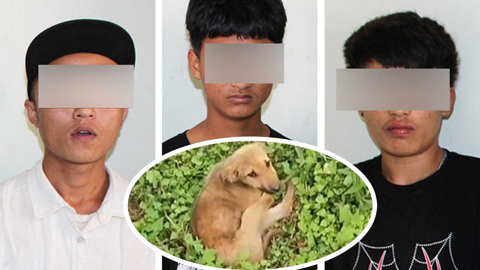 तड्पाई–तड्पाई कुकुरको छाउरो मारेको आरोपमा इलामबाट ३ जना पक्राउ
