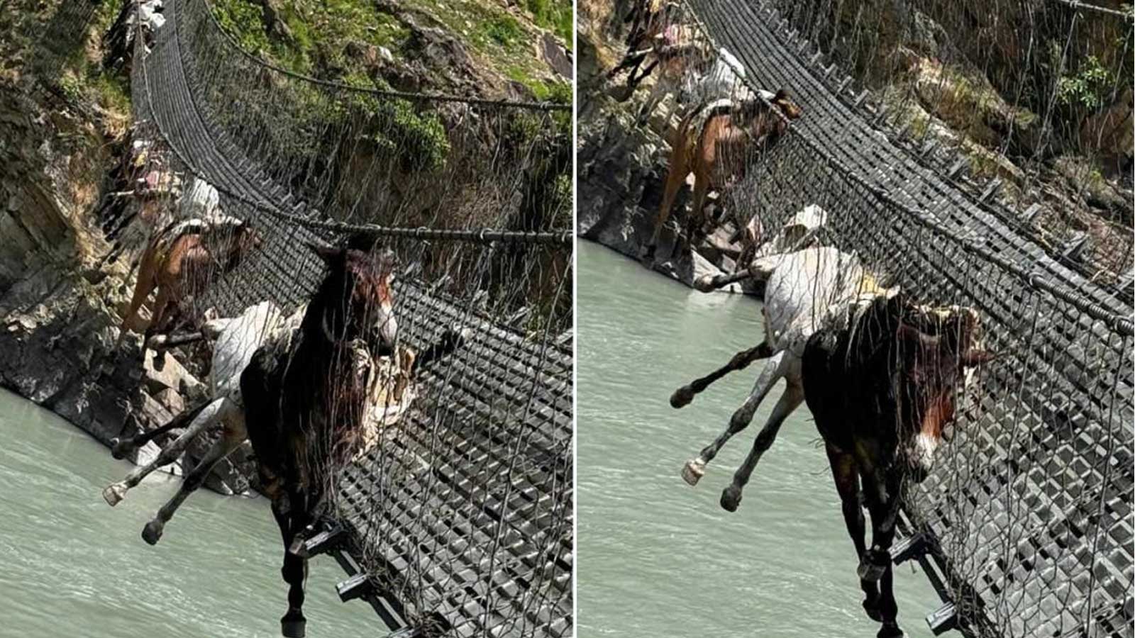 कर्णाली नदीमाथिको झोलुंगे पुलको लठ्ठा चुँडिदा १४ वटा खच्चड तारमै फसे