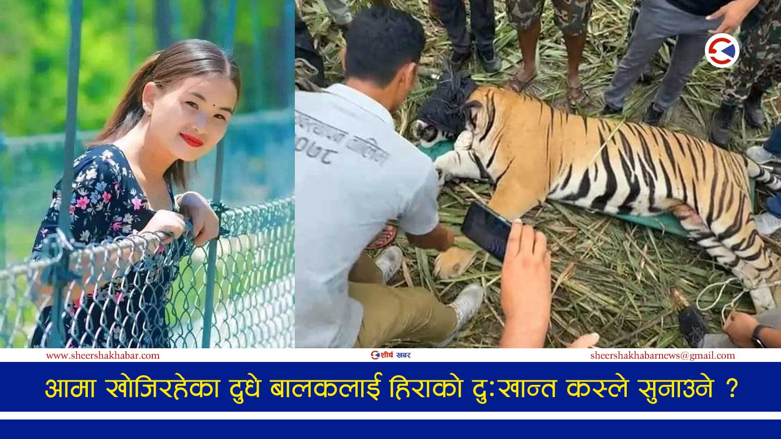 प्राकृतिक बासस्थानमा सिकार गर्न नसकेर भारतबाट नेपाली वस्तीमा पसेको थियो हिरालाई खाने बाघ