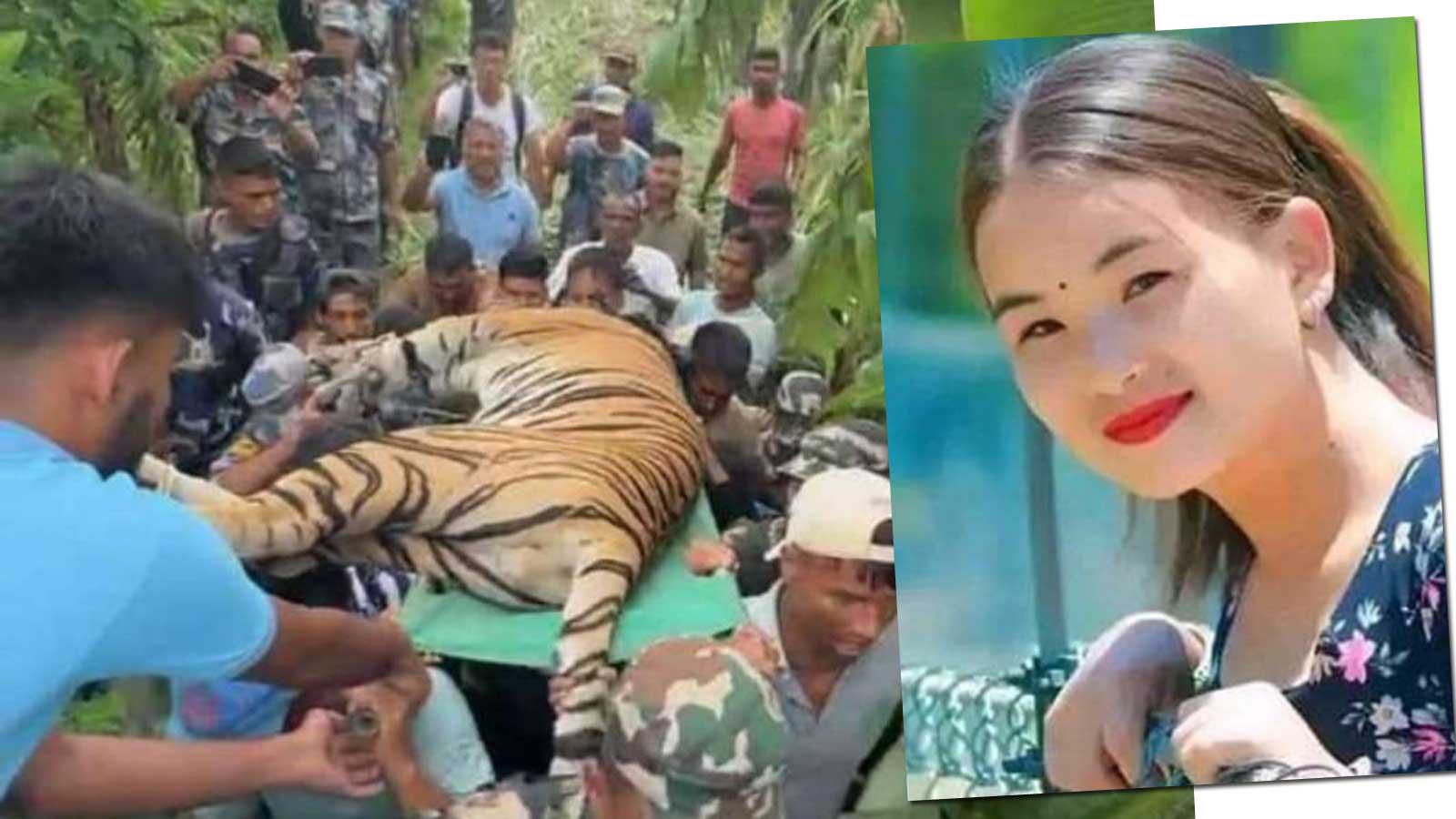 नियन्त्रणमा आयो २६ वर्षीया हीरादेवीलाई खाएको नरभक्षी बाघ