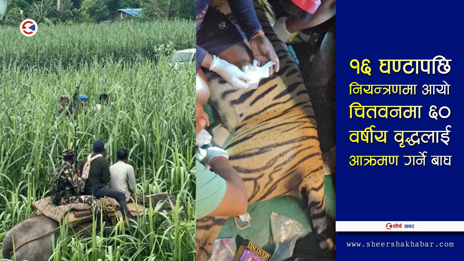 बाघ नियन्त्रण गर्दा आक्रमणमा परेपछि भागेका २ वटा हात्ती शिशुवार र निलडाँडाबाट नियन्त्रण