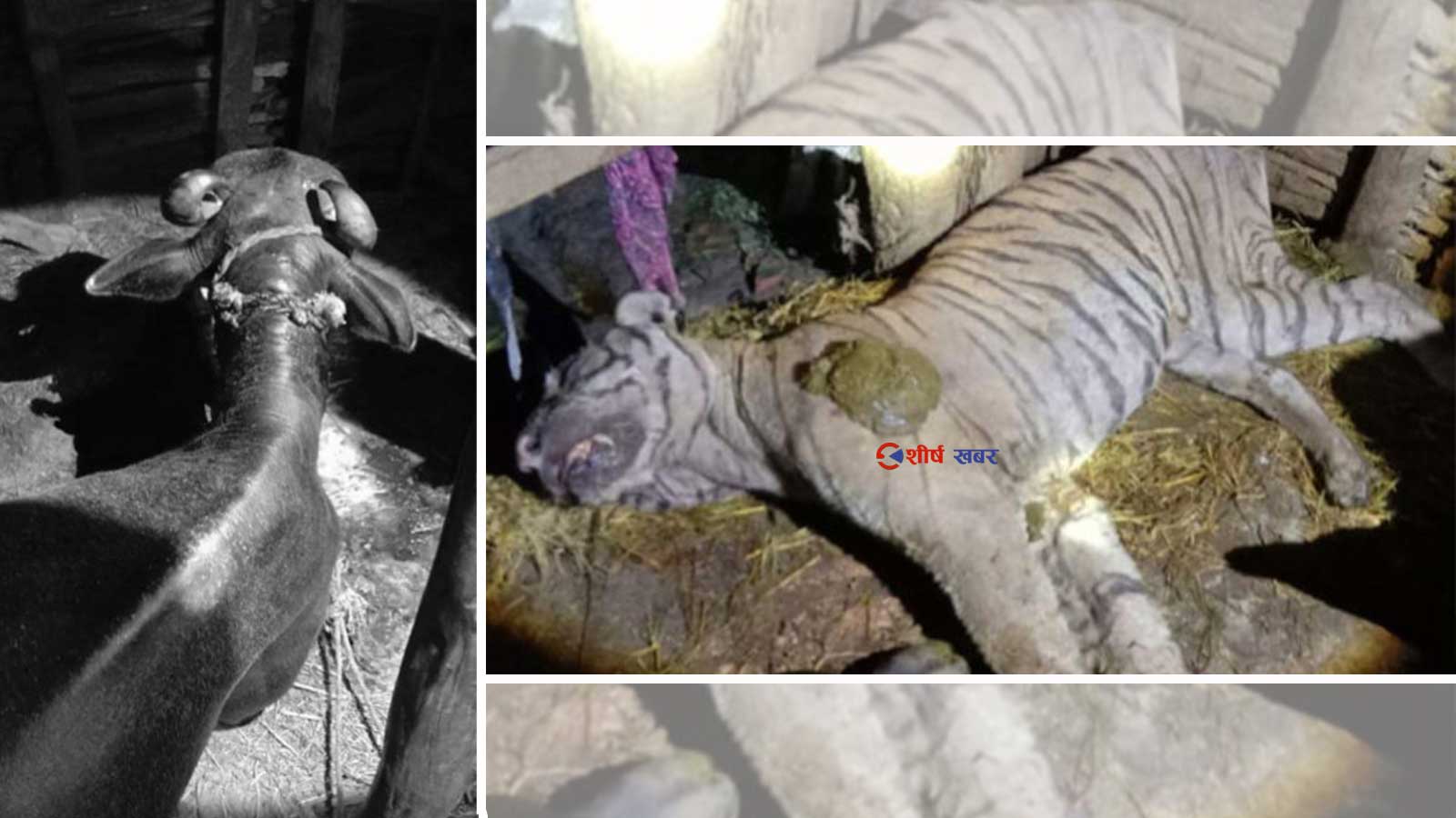 बाघको आक्रमण र २ साताको भोकले बाघ मर्यो, बलबहादुर राईको भैंसी ‘हिरो’ !