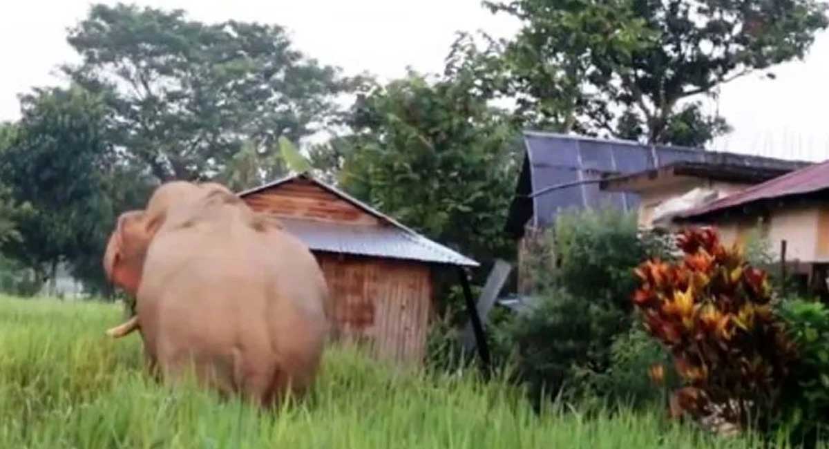 जंगली हात्तीको आक्रमणमा चुलाचुलीका ७३ वर्षीय बृद्धको मृत्यु