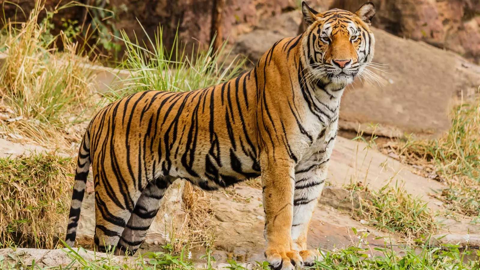रौतहटमा बाघको आक्रमणमा वडाध्यक्षसहित २ जना घाईते