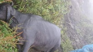 गोबरगाढामा चट्याङ लागेर दुईटा भैंसी मरे