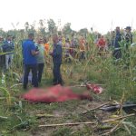 सप्तरीमा जंगली हात्तीको आक्रमण परी मकै रुँघ्न बारीमा बसेका किसानको मृत्यु