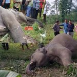 एकैदिन झापा र सुनसरीमा दुई जंगली हात्ती मृत फेला
