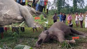 एकैदिन झापा र सुनसरीमा दुई जंगली हात्ती मृत फेला