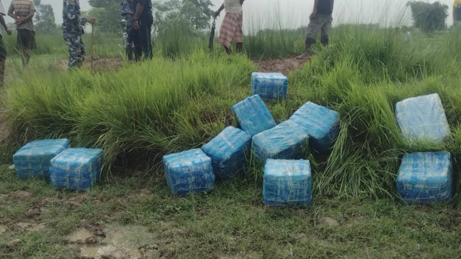 सप्तरीको महादेवाबाट करिब ४ सय किलो गाँजा बरामद