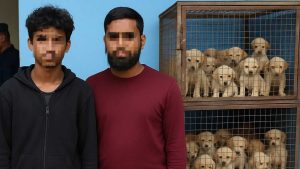 ३३ वटा कुकुरका छाउरा फलामे पिँजडामा थुनेर राख्ने दुई भारतीय नागरिक पक्राउ