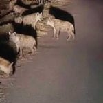 रंगेलीमा हाइनाको त्रासः सामाजिक सञ्जालमा भाइरल तस्वीर भारतमा खिचिएको पत्ता लाग्यो