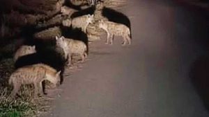 रंगेलीमा हाइनाको त्रासः सामाजिक सञ्जालमा भाइरल तस्वीर भारतमा खिचिएको पत्ता लाग्यो