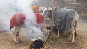 शीतलहरको चपेटामा सप्तरीः राजविराजसहित पाँच पालिकामा विद्यालय बन्द