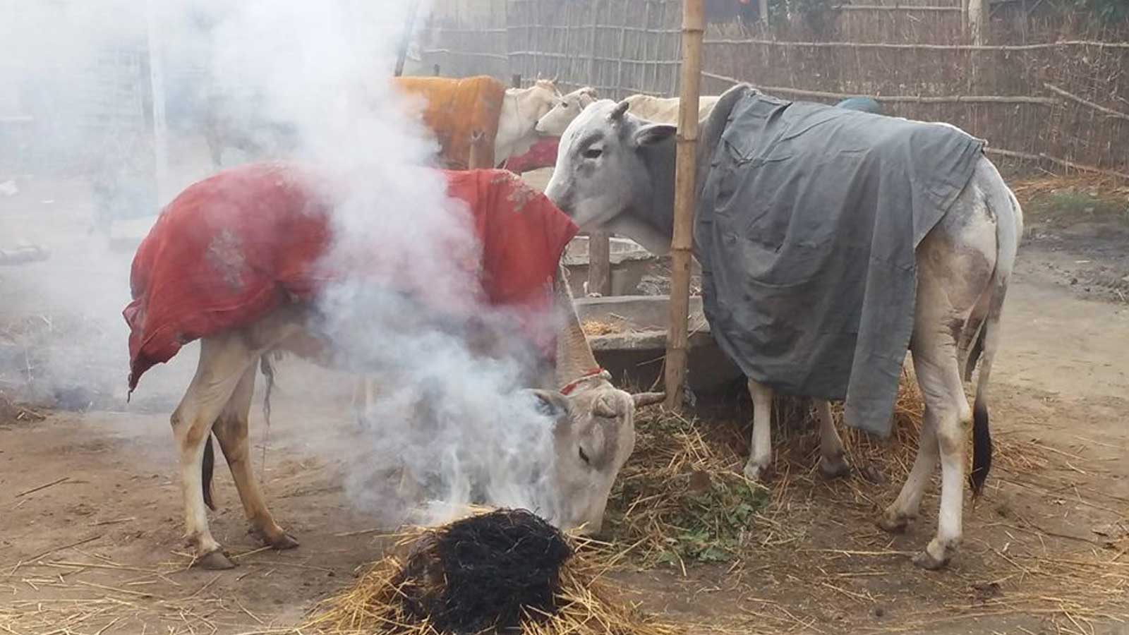 शीतलहरको चपेटामा सप्तरीः राजविराजसहित पाँच पालिकामा विद्यालय बन्द