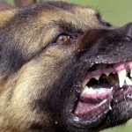 गढीमाईमा बौलाहा कुकुरको आतंकः एकै दिन ४८ भन्दा बढी घाइते, पाँचको अवस्था गम्भीर