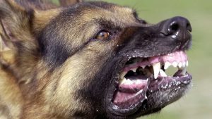 गढीमाईमा बौलाहा कुकुरको आतंकः एकै दिन ४८ भन्दा बढी घाइते, पाँचको अवस्था गम्भीर