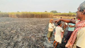 सिराहामा ३० बिगहामा लगाएको करोडौंको उखु खरानीः यो दुर्घटना हो कि किसानमारा अपराध!