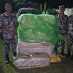 सप्तरीमा सिमलीको झाडीमा लुकाइएको १९० किलोभन्दा बढी गाँजा बरामद