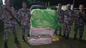 सप्तरीमा सिमलीको झाडीमा लुकाइएको १९० किलोभन्दा बढी गाँजा बरामद
