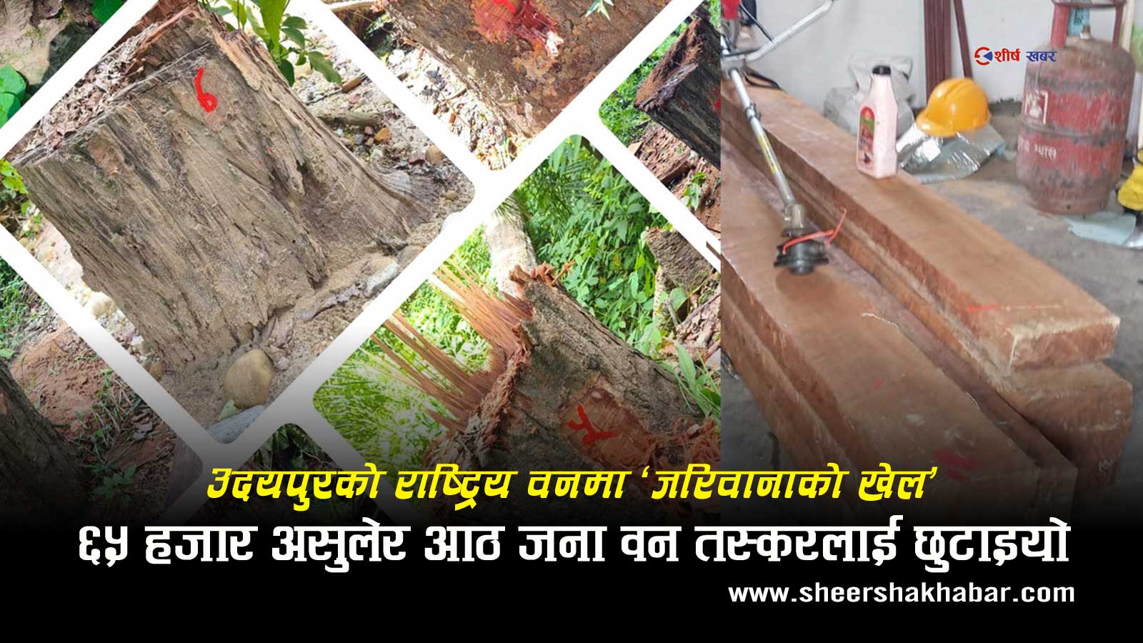 राष्ट्रिय वनमा रुख कटान, सामुदायिक वनले ६५ हजार जरिवाना गरेर छाड्यो: डिभिजन वन भन्छ– ‘कारबाही गर्ने अधिकार छैन’
