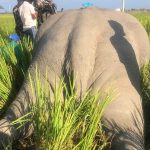 सप्तरीमा धानखेतमा गाडिएको हात्ती फेला, मारेर पुरेको आशंका, एक जना पक्राउ