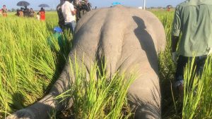 सप्तरीमा धानखेतमा गाडिएको हात्ती फेला, मारेर पुरेको आशंका, एक जना पक्राउ